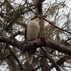 Dacelo novaeguineae novaeguineae