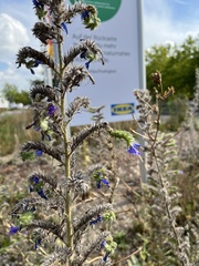 Echium vulgare