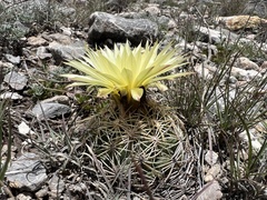 Coryphantha radians