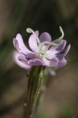 Silene colorata