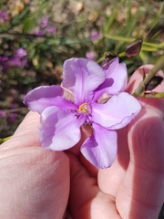 Aristea biflora