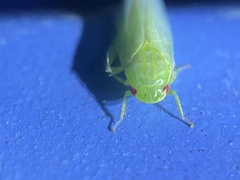 Gyponana