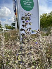 Echium vulgare