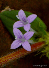 Spermacoce articularis