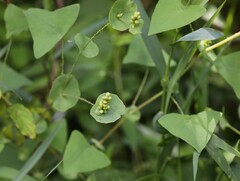 Persicaria perfoliata