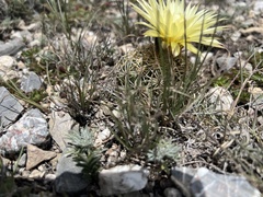 Coryphantha radians