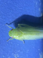 Gyponana