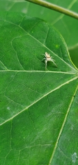 Hentzia mitrata