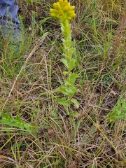 Solidago rigida