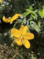 Senna splendida
