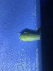 Gyponana