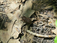 Carabus cancellatus