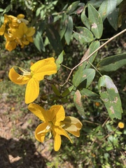 Senna splendida