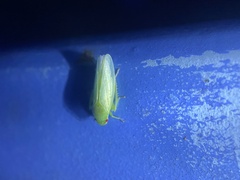 Gyponana