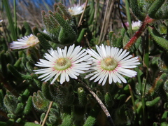 Drosanthemum hispifolium