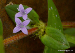 Spermacoce articularis