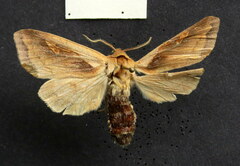 Bellura densa