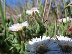 Drosanthemum hispifolium