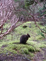 Thylogale billardierii