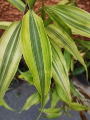 Dracaena sanderiana