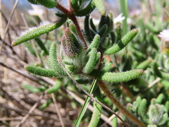 Drosanthemum hispifolium