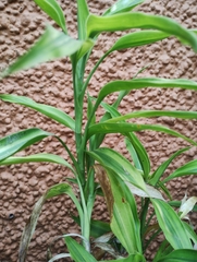 Dracaena sanderiana