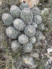 Neolloydia conoidea