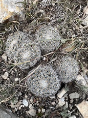 Mammillaria perbella