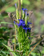 Gentianopsis barbata