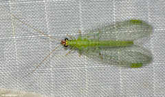 Chrysopa oculata