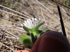 Drosanthemum hispifolium