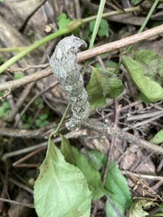 Catocala connubialis