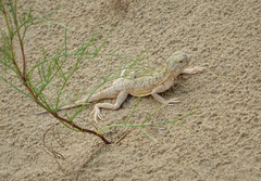 Phrynocephalus mystaceus