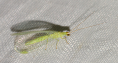 Chrysopa oculata
