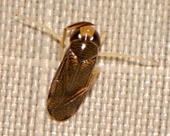 Corixini
