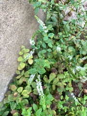 Mentha suaveolens