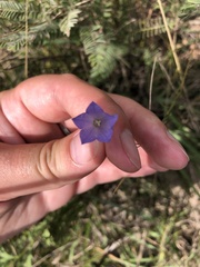 Campanula rotundifolia