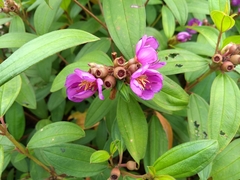 Melastoma malabathricum