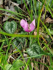 Cyclamen purpurascens