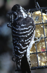 Dryobates nuttallii