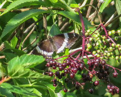 Limenitis arthemis arthemis