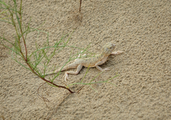 Phrynocephalus mystaceus