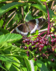 Limenitis arthemis arthemis