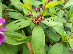 Melastoma malabathricum