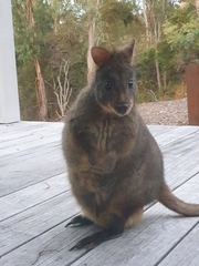 Thylogale billardierii