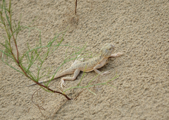 Phrynocephalus mystaceus