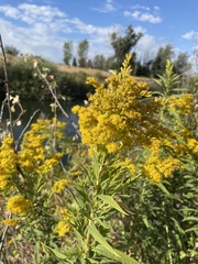 Solidago
