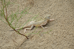 Phrynocephalus mystaceus