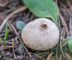 Lycoperdon pratense