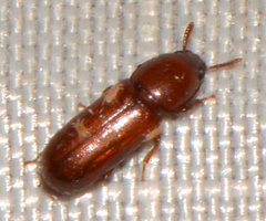 Corticeus parallelus